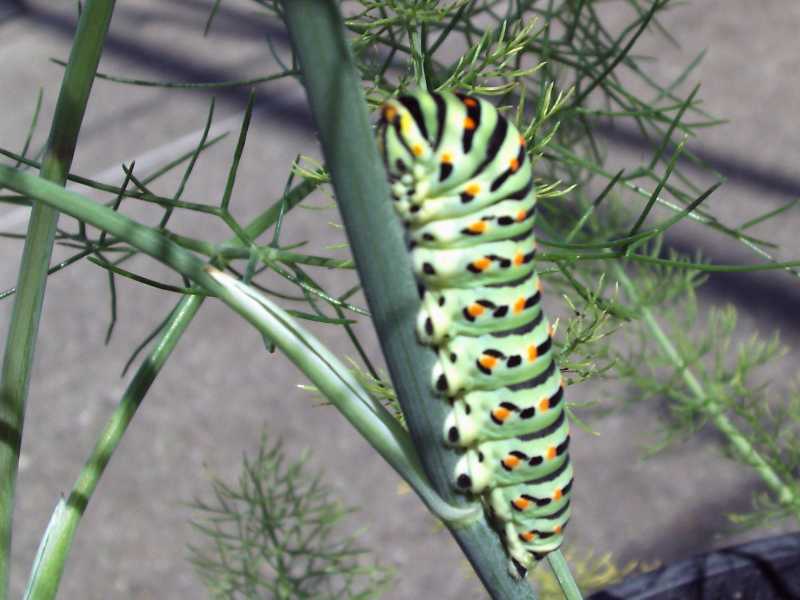 macaone - Papilio machaon